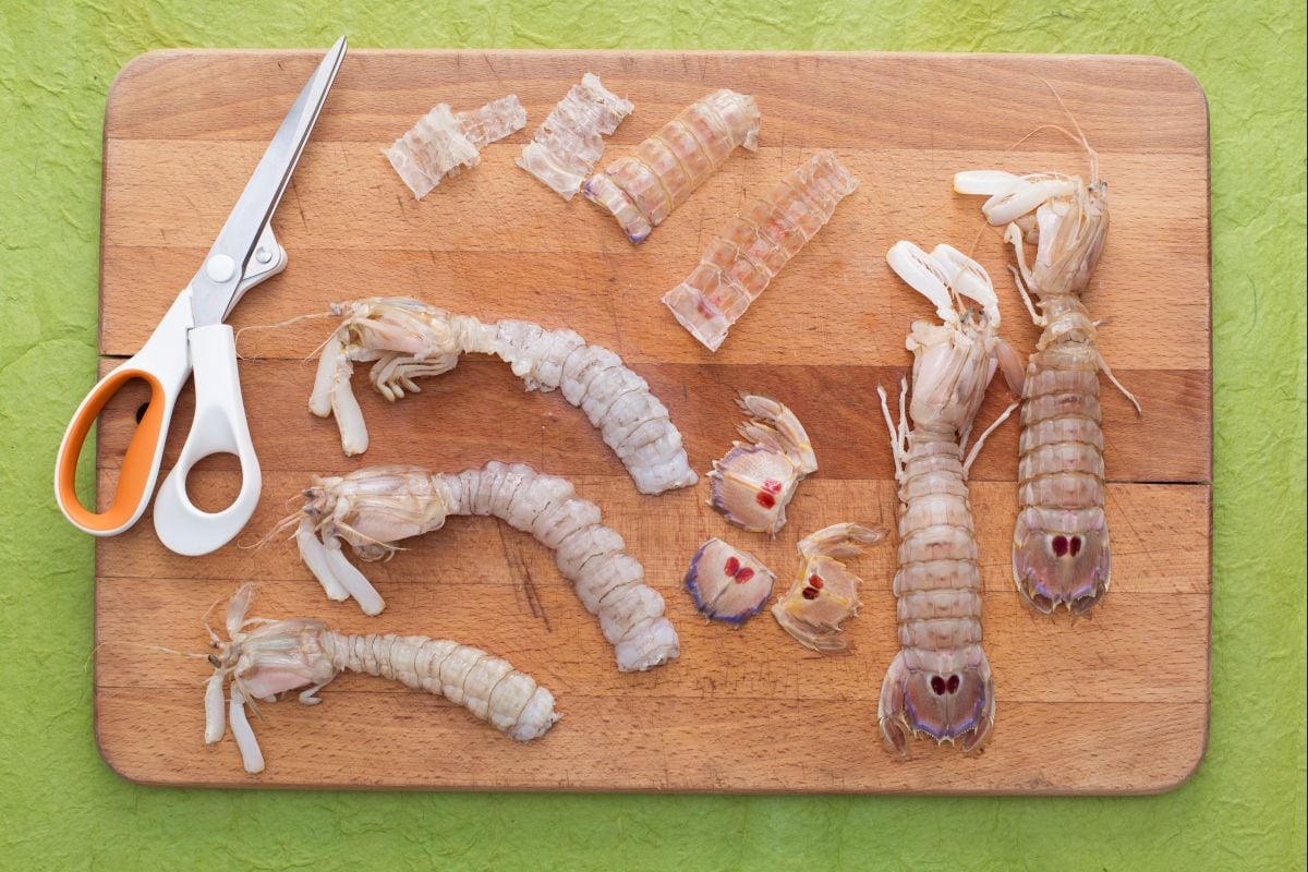 How to clean mantis shrimp
