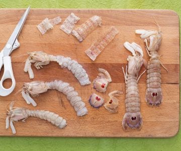 How to clean mantis shrimp